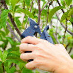 Prune and tidy and bushes and shrubs.