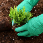 Remove weeds and spruce up the gardens.