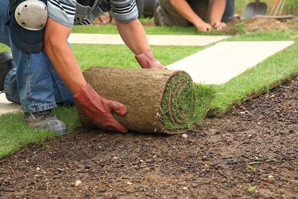 Image of lawn being laid